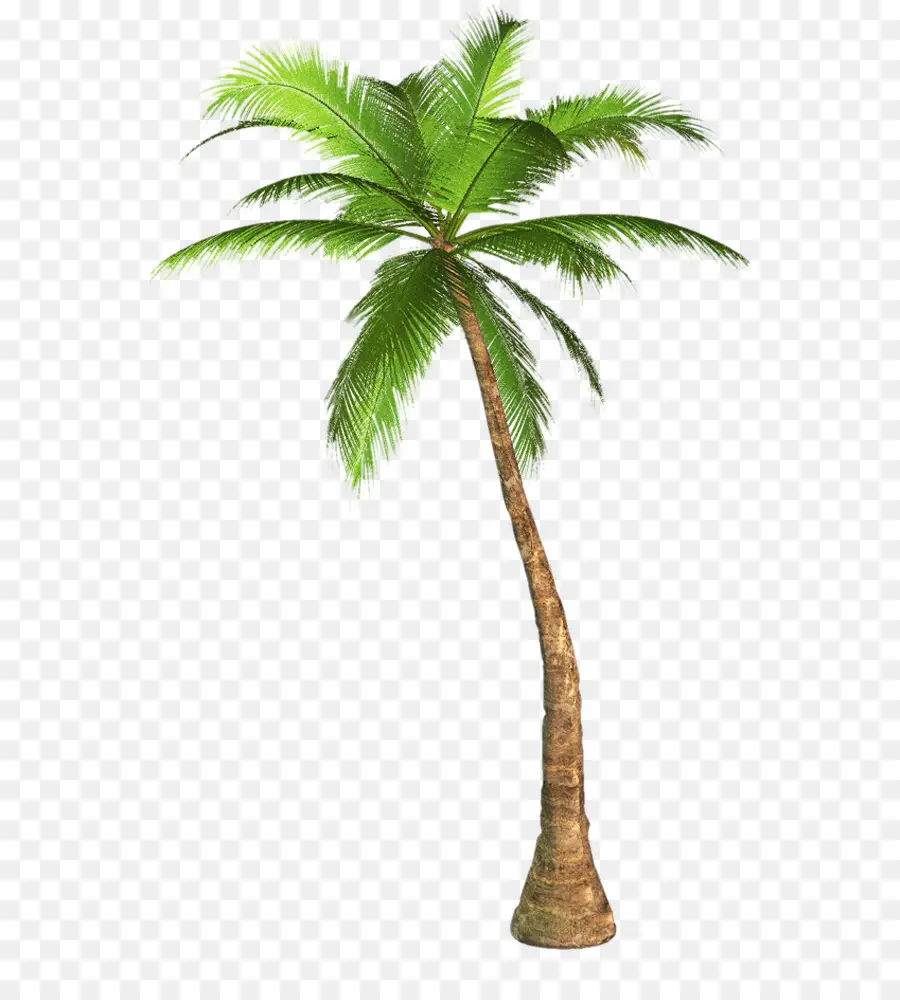 Arecaceae，Arbre PNG