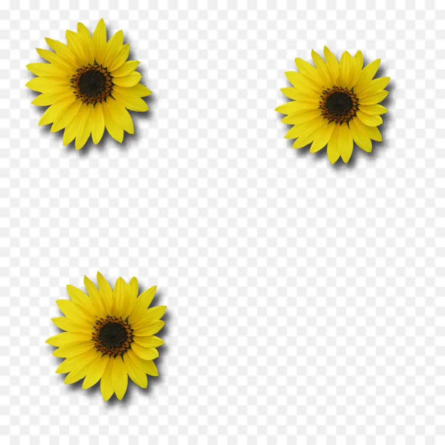 Tournesols，Jaune PNG