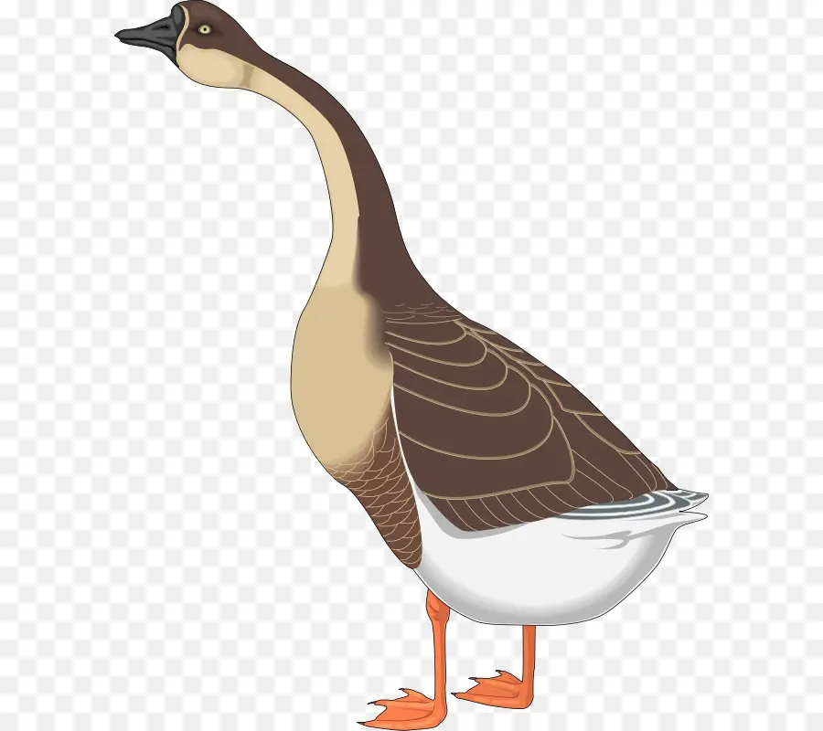 Oie，Oiseau PNG