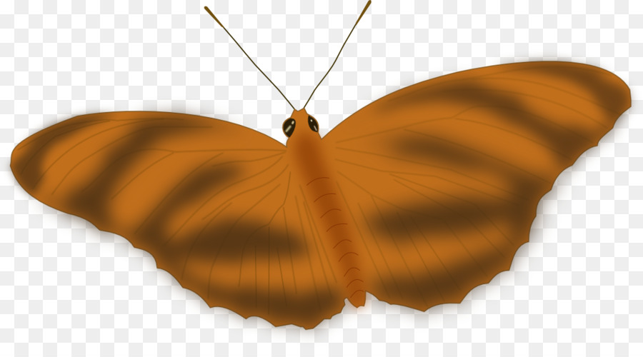 Papillon Marron，Ailes PNG