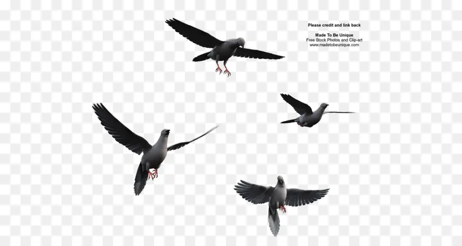 Pigeons，Vol PNG