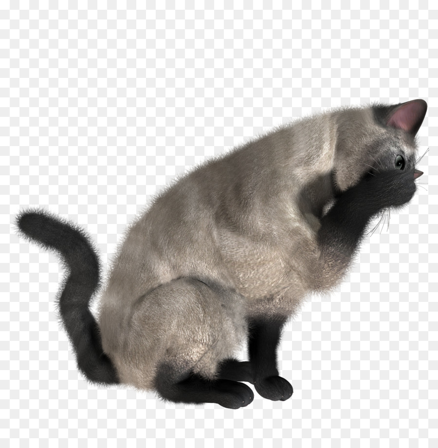 Chat，Felidae PNG