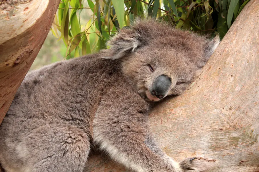 Koala，Le Sommeil PNG