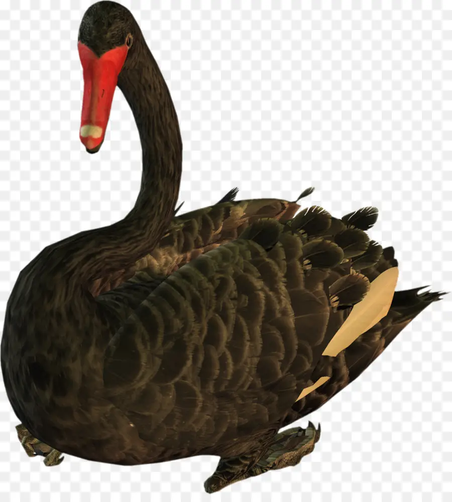 Canard，Cygne Noir PNG