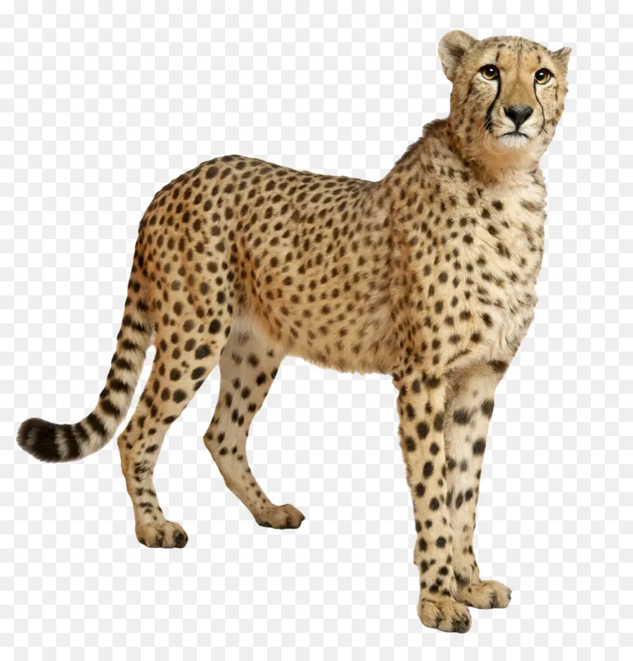 Le Guépard，Felinae PNG