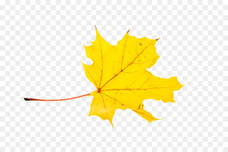 Feuilles D'automne，Automne PNG