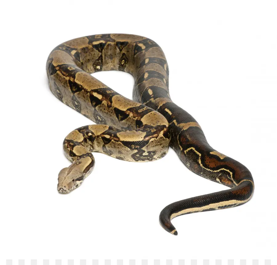 Boa Constricteur，Serpent PNG