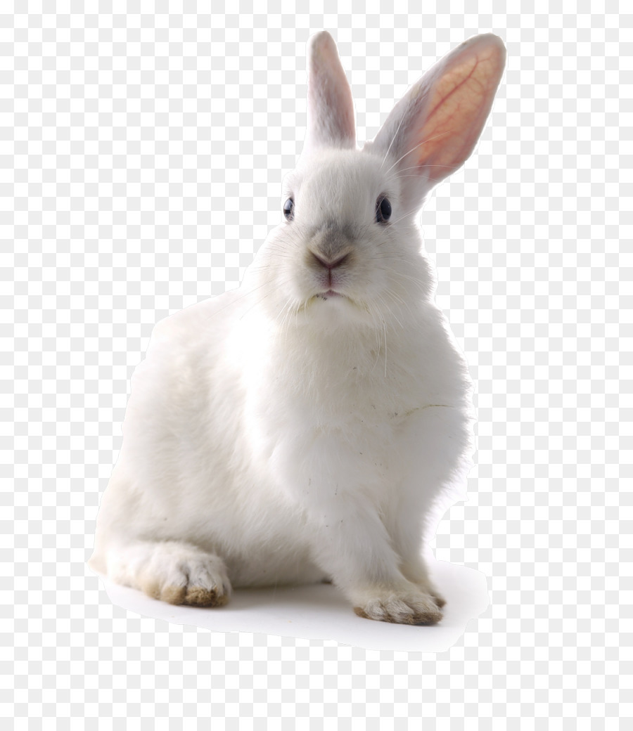 Lapin，Animal De Compagnie PNG