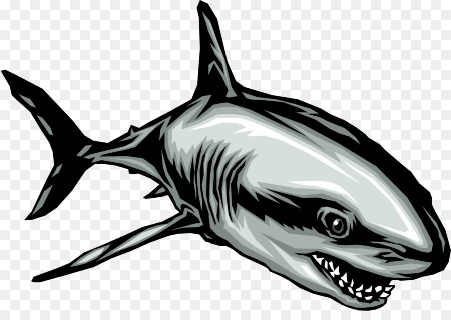 Dessin De Requin，Esquisser PNG