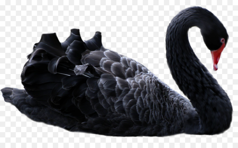 Black Swan L'impact Du Très Improbable，Antifragile PNG