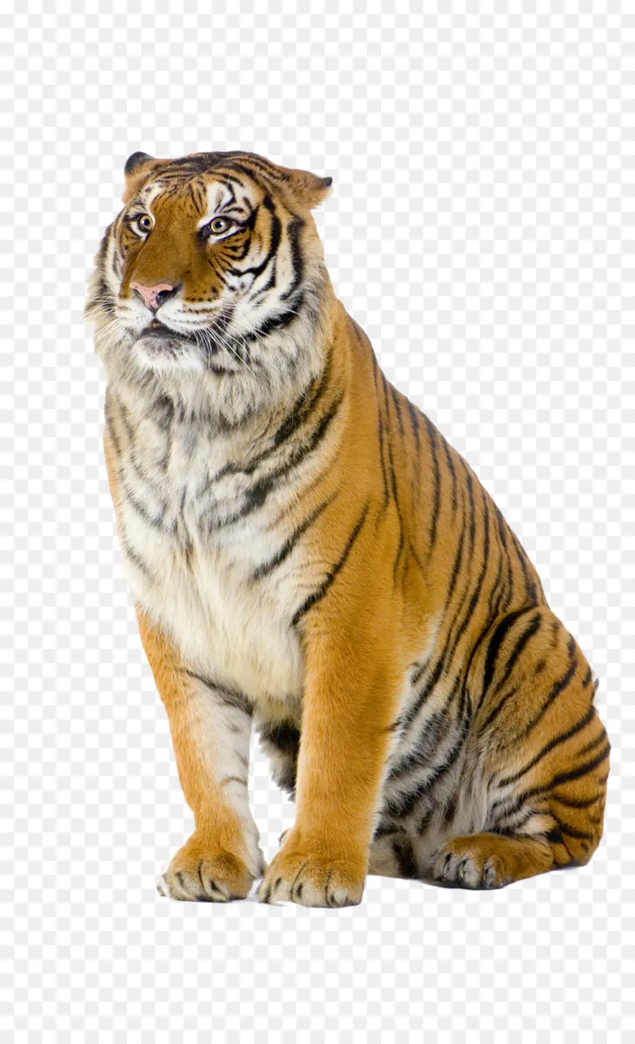 Tigre，Rayé PNG