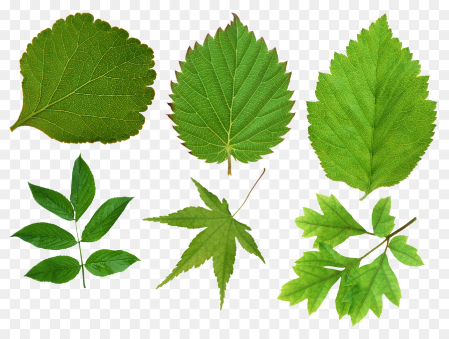 Feuilles Vertes，Usine PNG