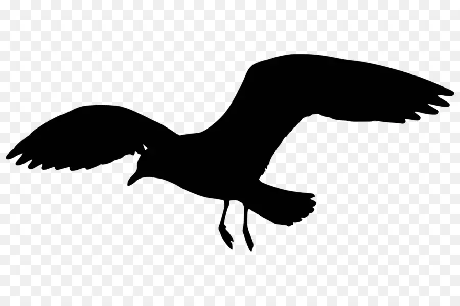 Silhouette D'oiseau Volant，Aviaire PNG