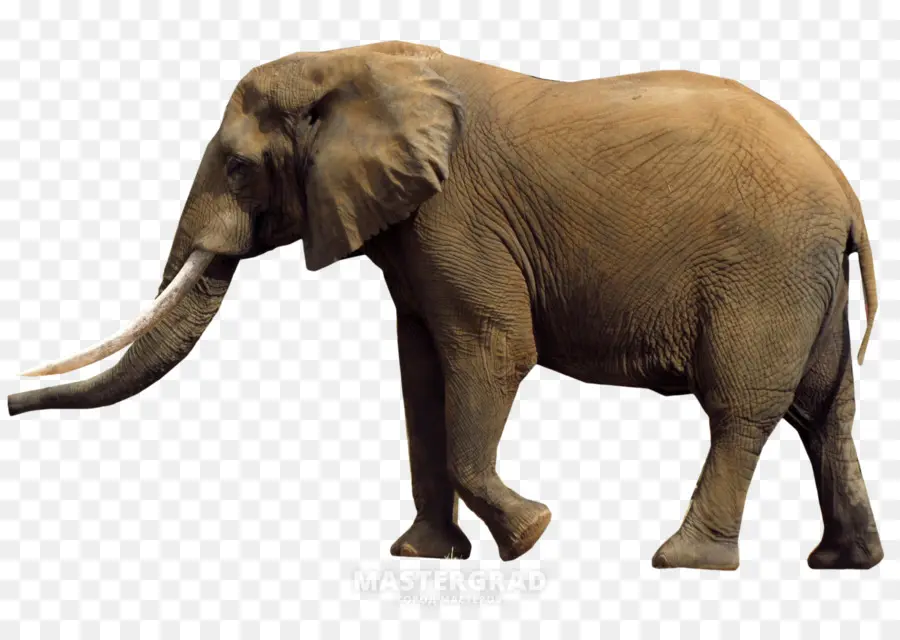 Éléphant，Défenses PNG