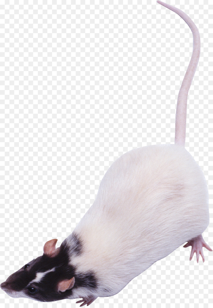 Souris Blanche，Rongeur PNG