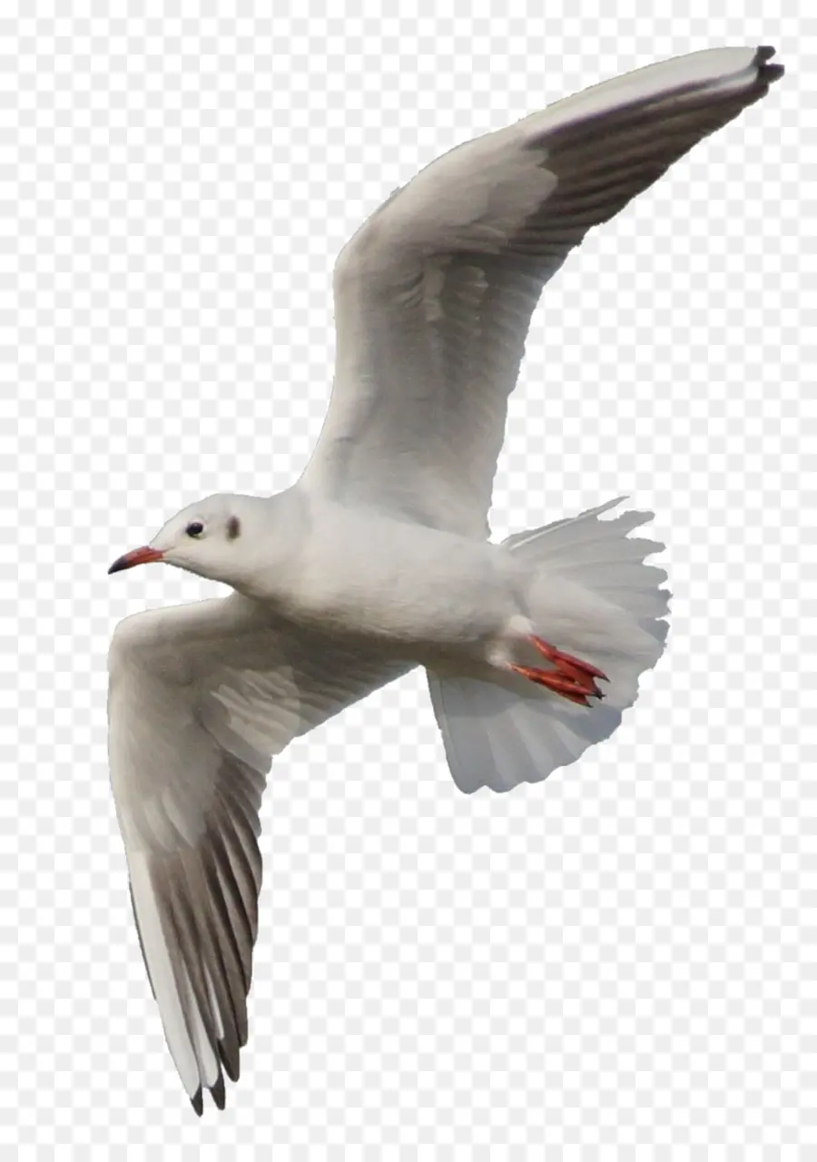 Mouette，Vol PNG