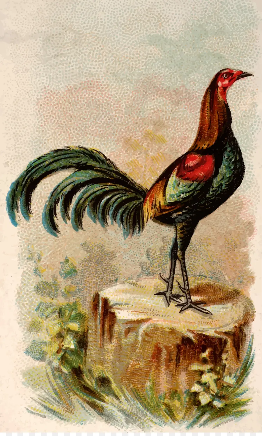 Coq，Coloré PNG