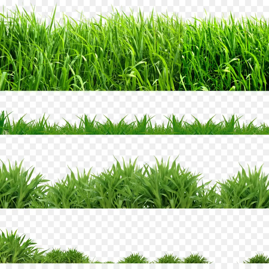 Herbe Verte，Usine PNG