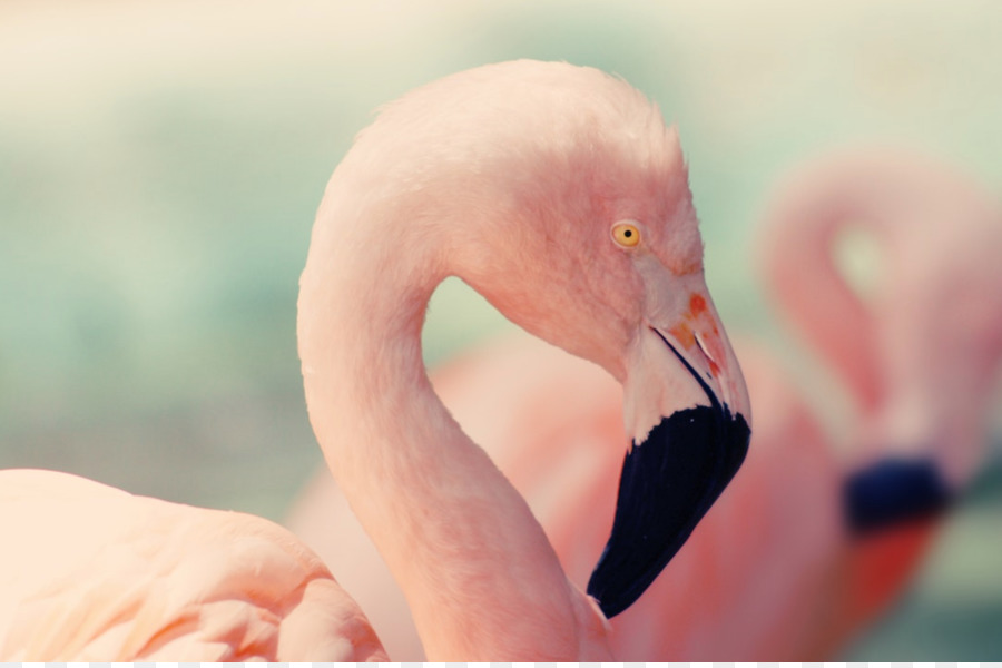 Le Lac Nakuru，Oiseau PNG