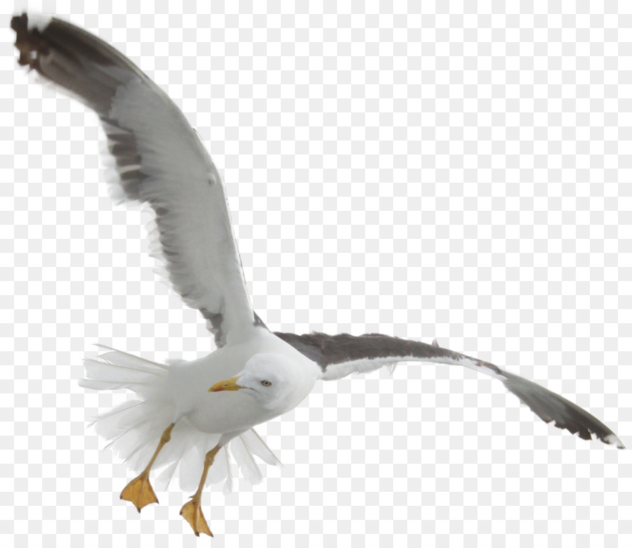 Oiseau Les Mouettes Vol Png Oiseau Les Mouettes Vol Transparentes Png Gratuit