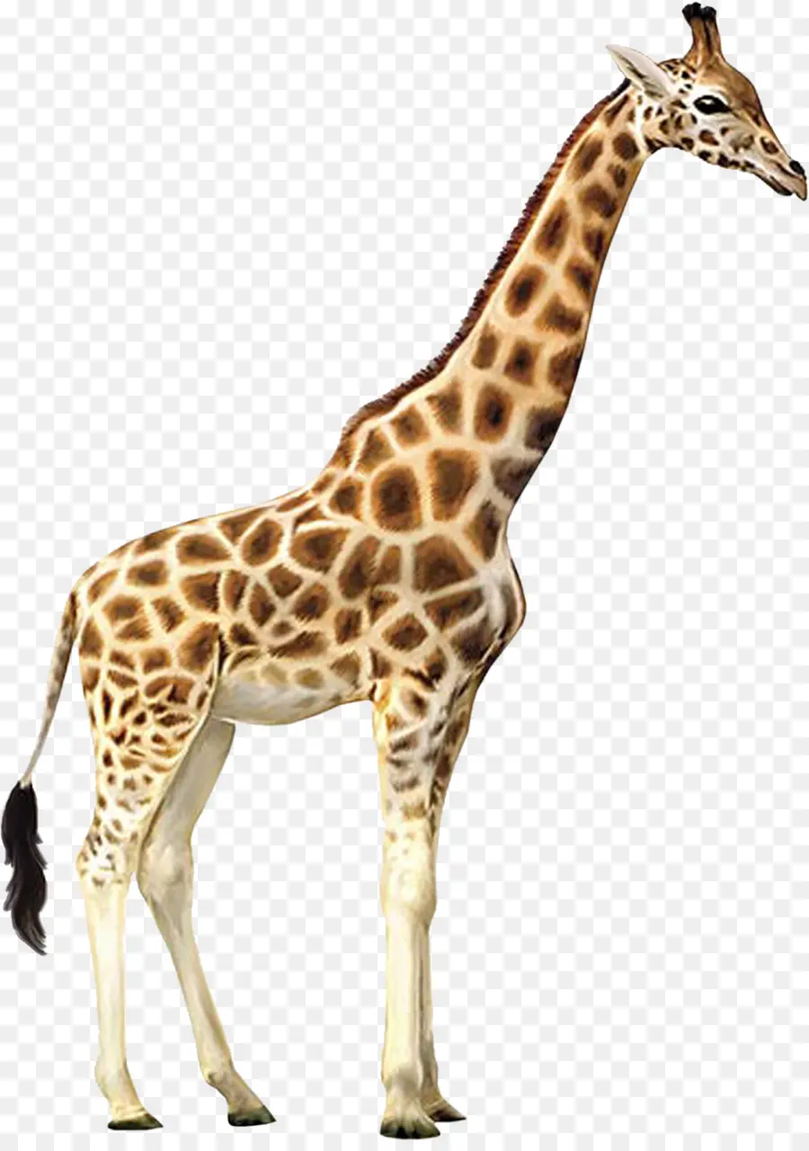 Girafe，Grand PNG