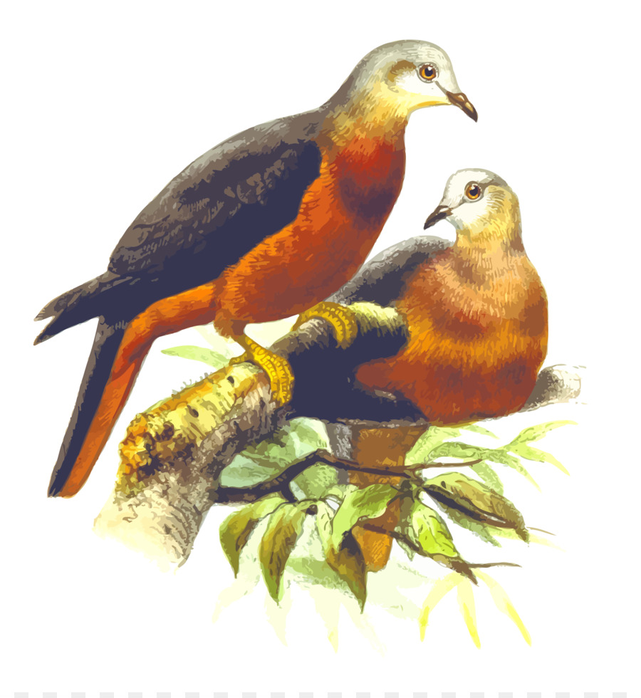 Deux Oiseaux，Bifurquer PNG