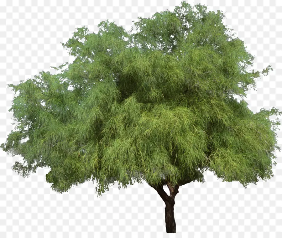 Arbre Vert，Nature PNG