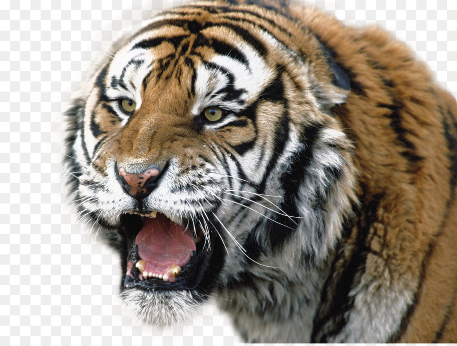 Visage De Tigre，Gros Chat PNG