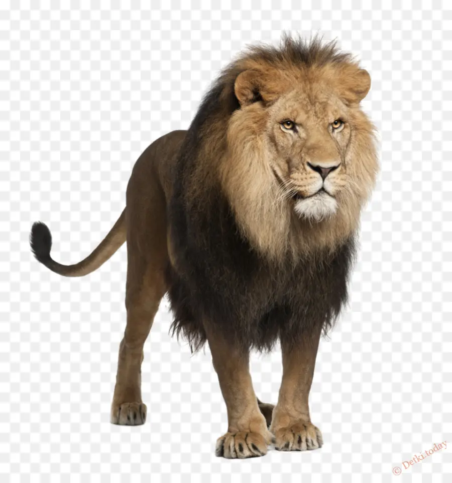 Lion Et Petit，Lion PNG