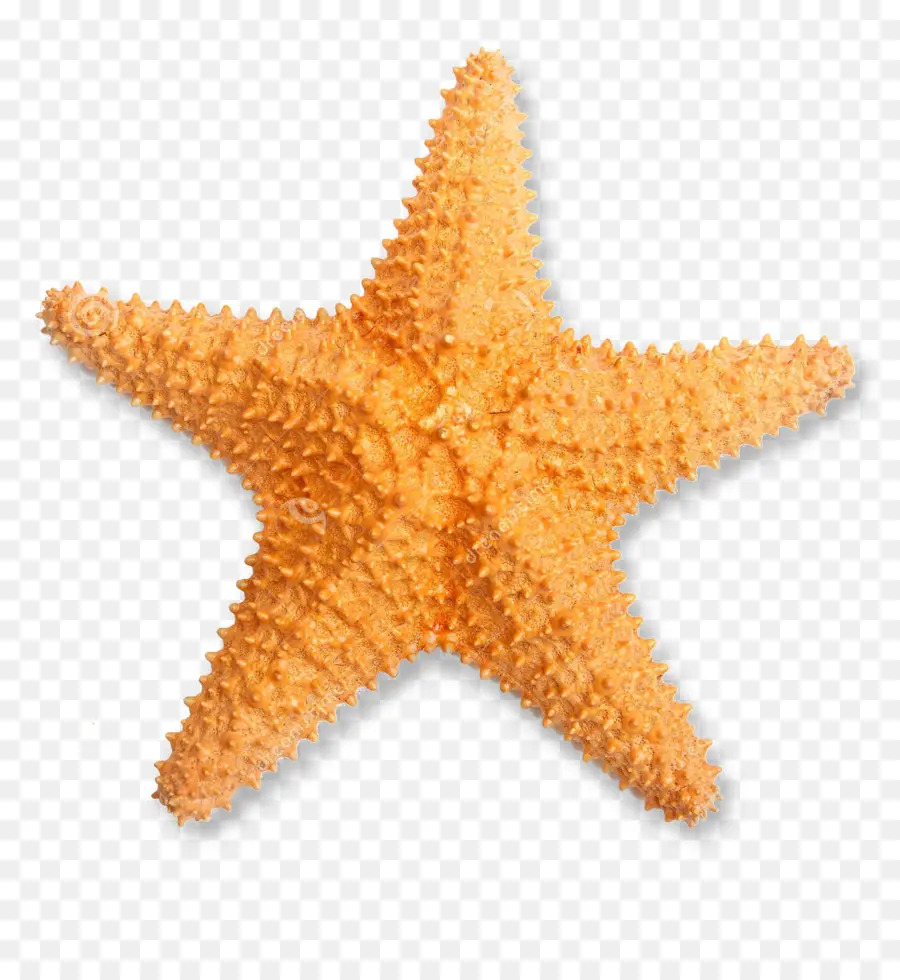 Les étoiles De Mer，La Photographie De Stock PNG