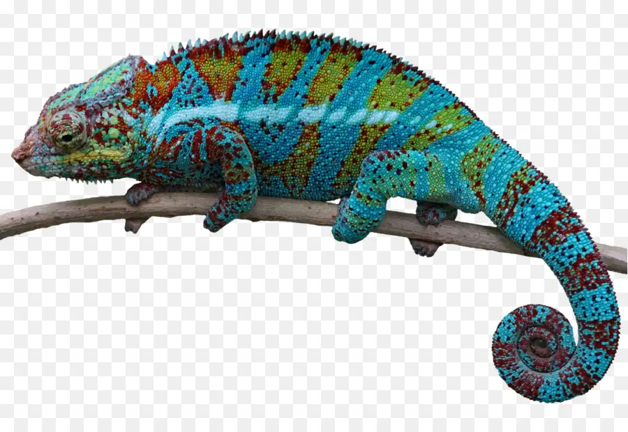 Caméléon，Lézard PNG