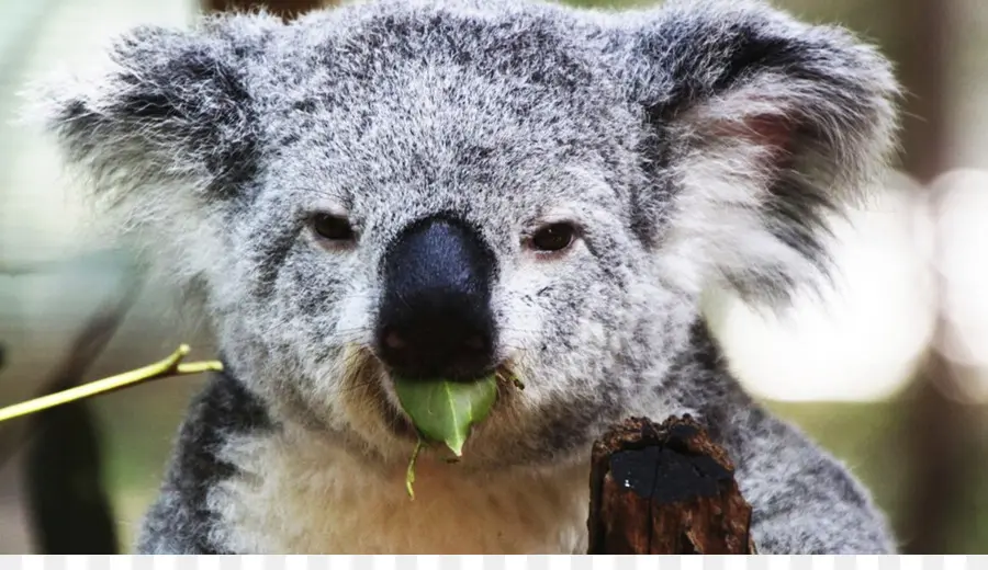Koala，Animal PNG