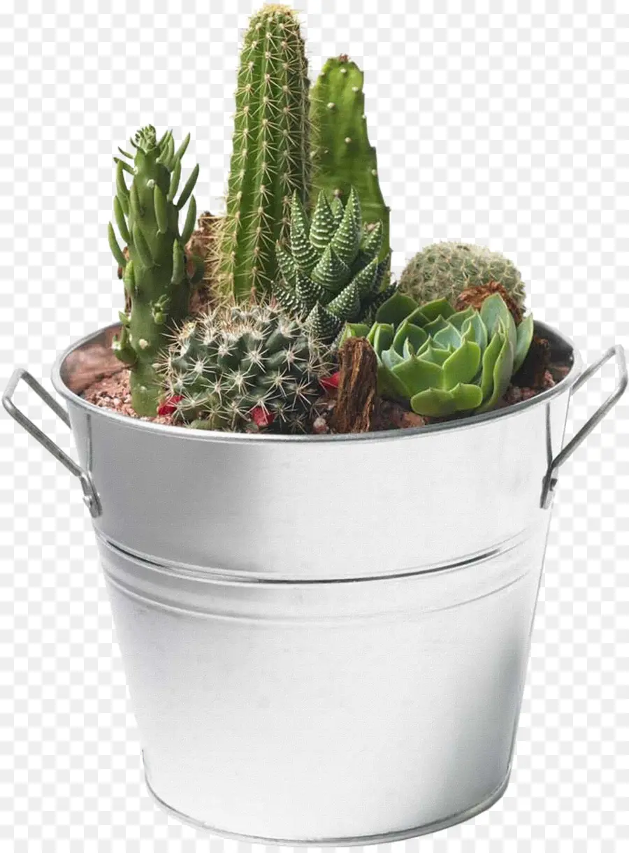 Cactus，Pot PNG