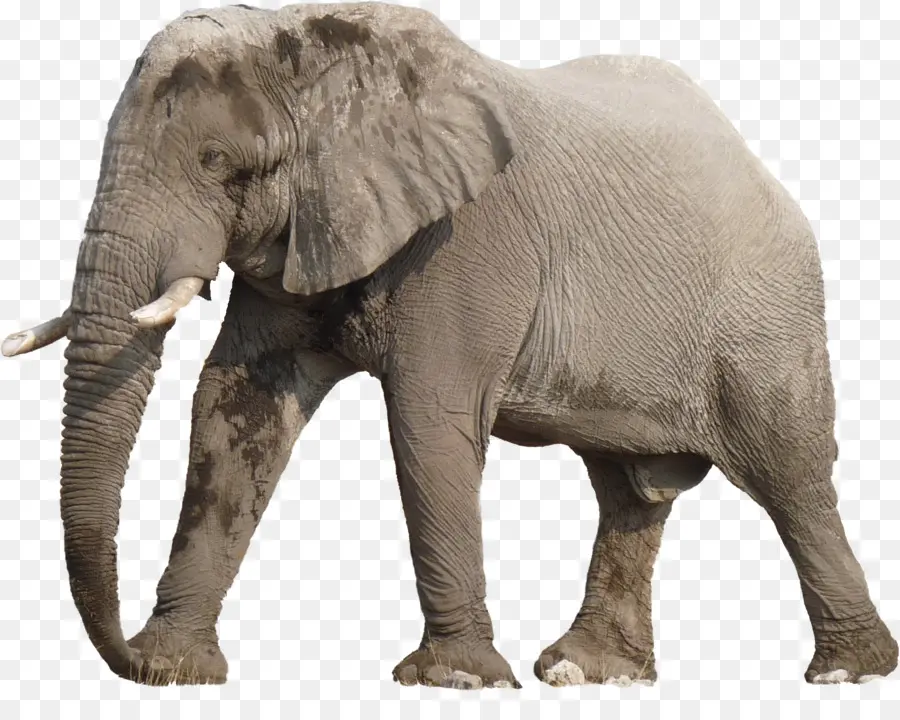 Éléphant，Faune PNG