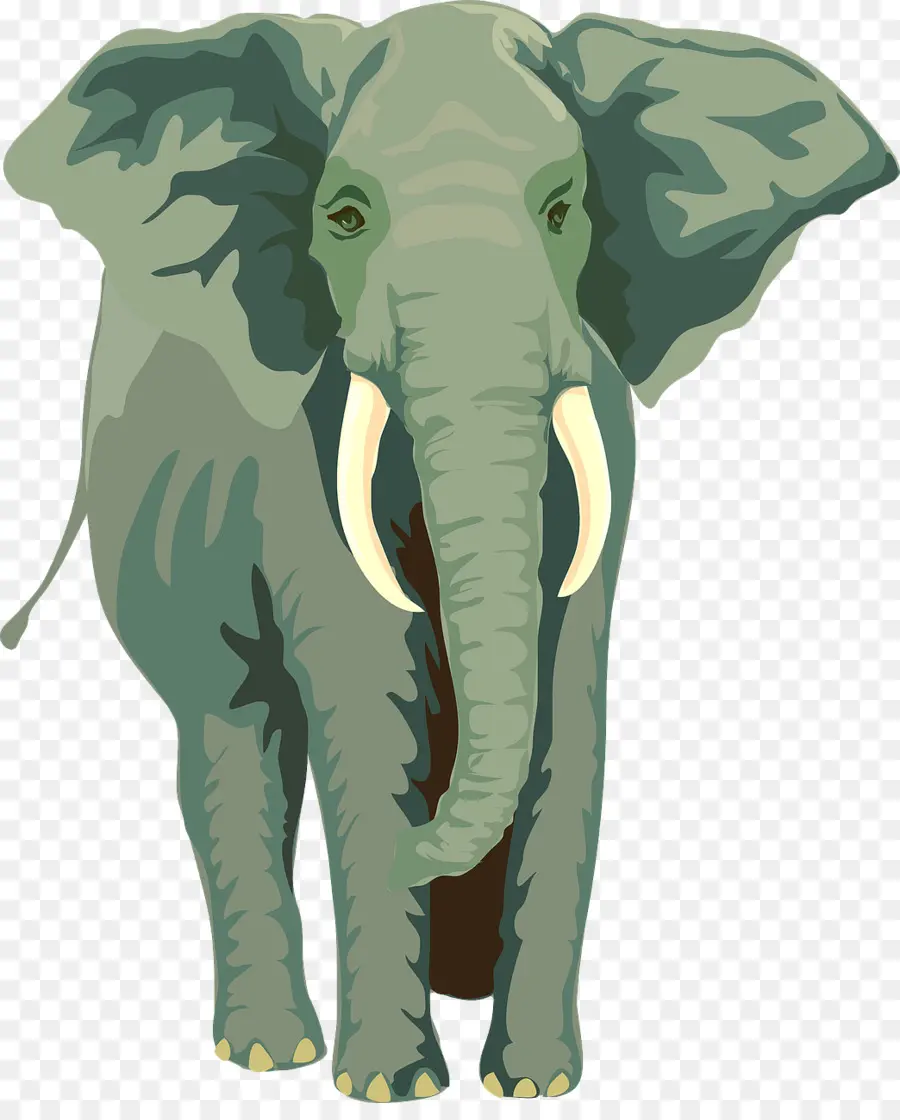 L éléphant，Corde PNG