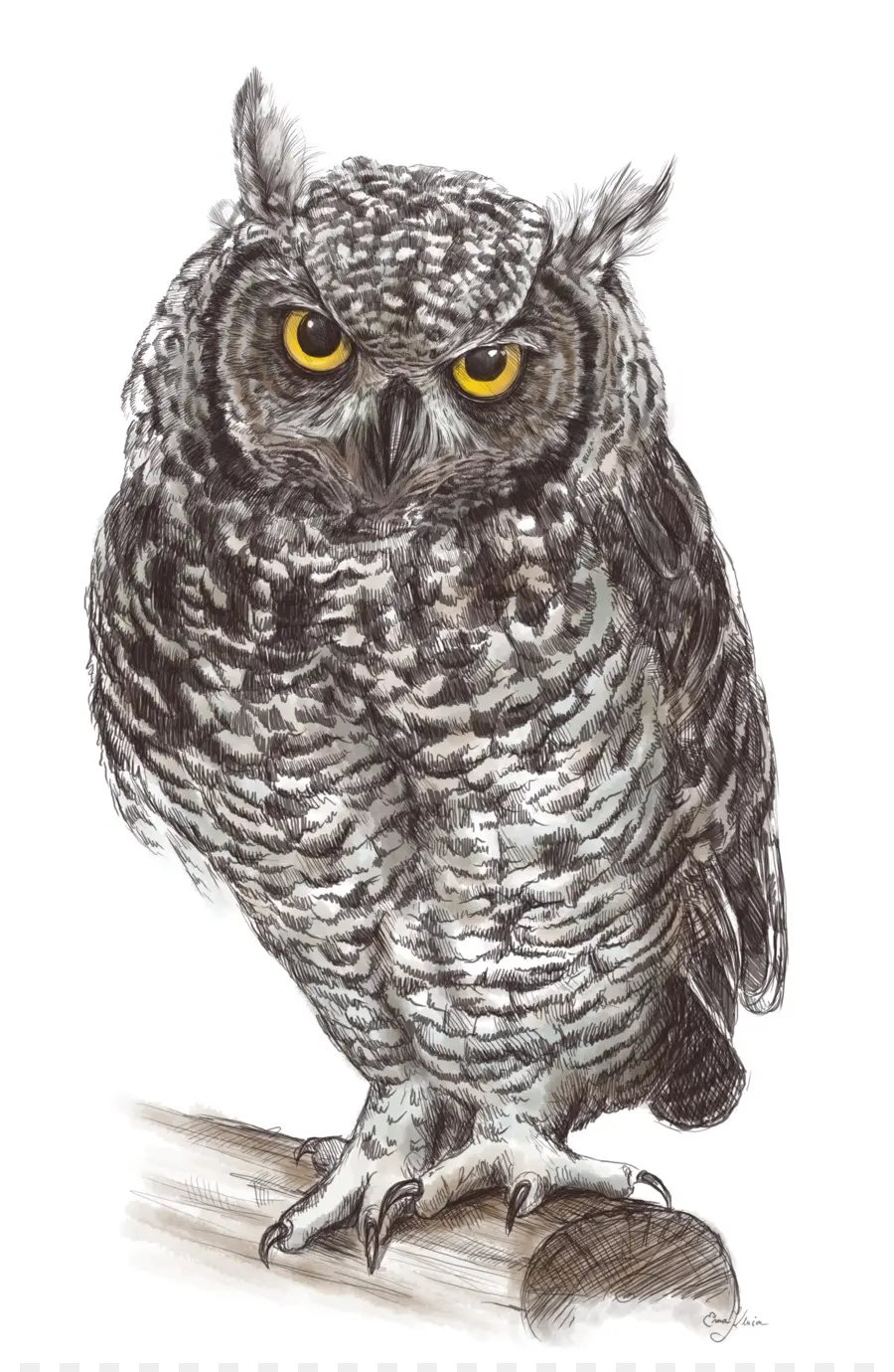 Dessin De Hibou Réaliste，Réaliste PNG