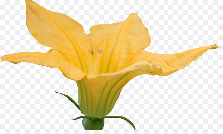 Fleur Jaune，Fleurir PNG