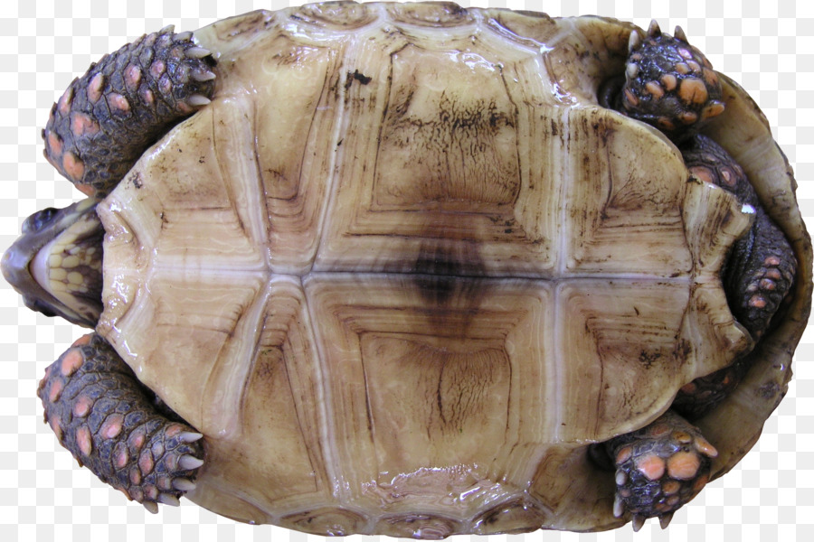 Tortue，Talon PNG