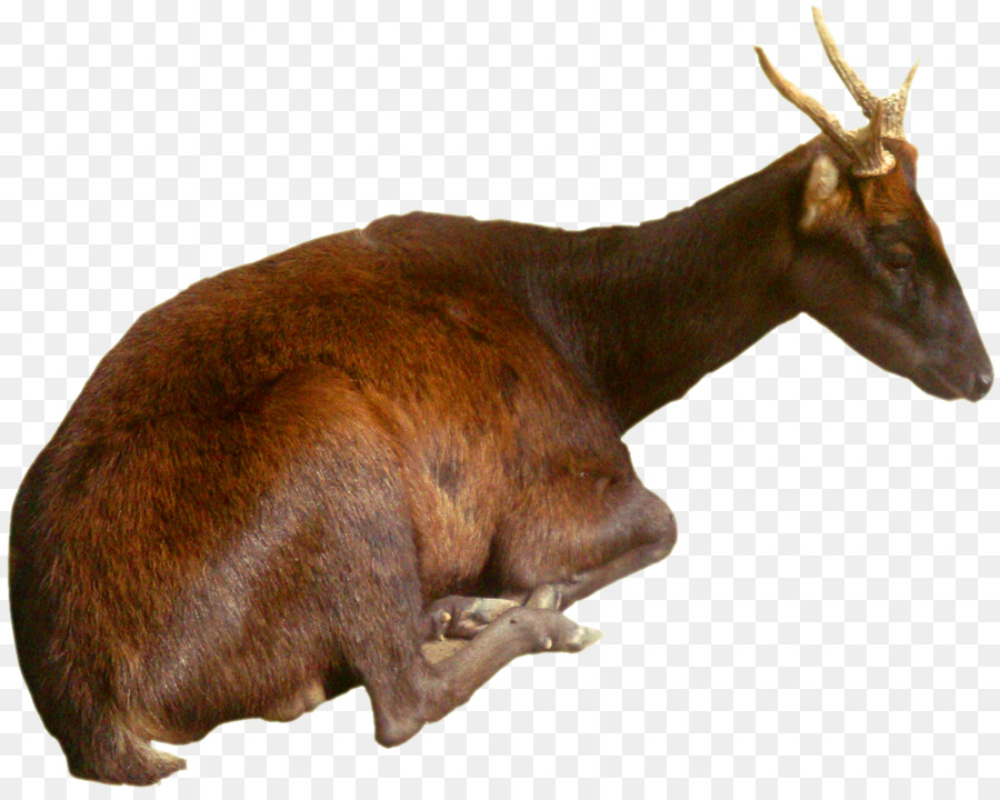 Cerf Assis，Bois PNG