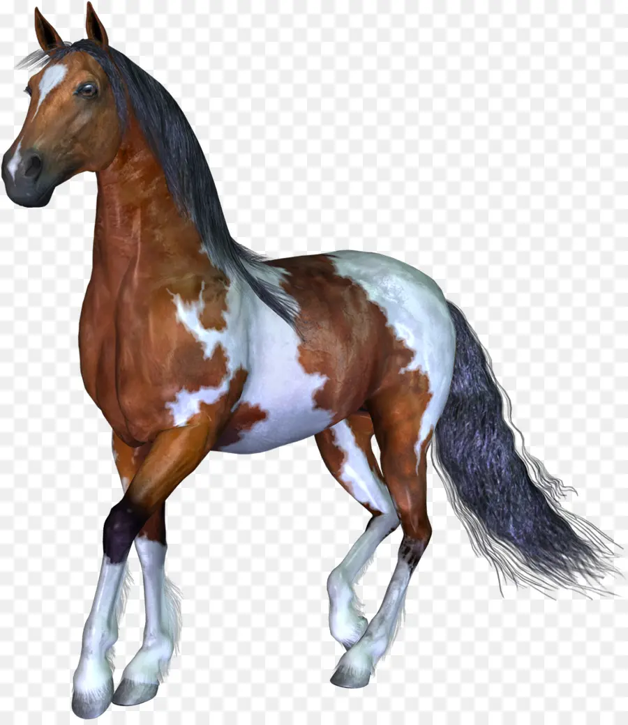 Cheval，Infographie 3d PNG