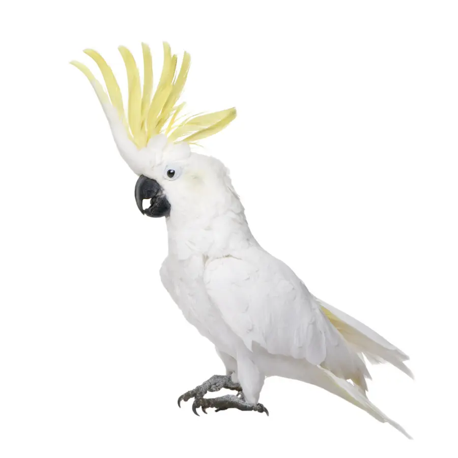 Cacatoès Blanc，Animal PNG