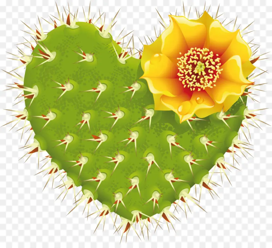 Cactus En Forme De Coeur，Fleur PNG