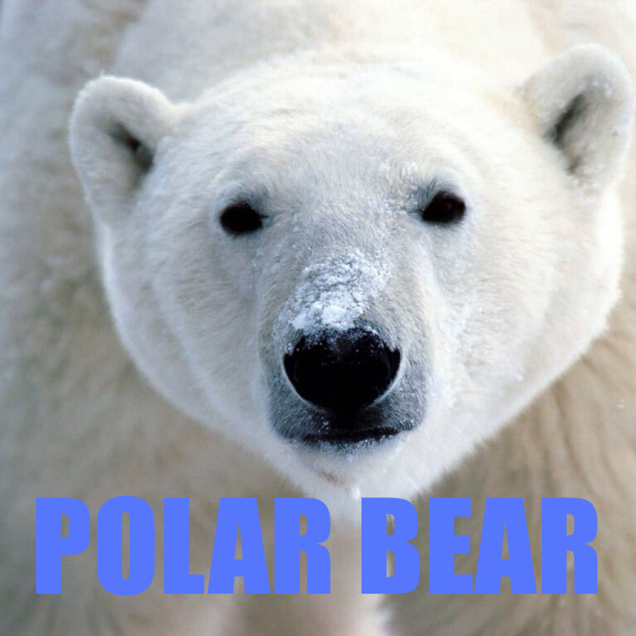 Svalbard，L Ours Polaire PNG