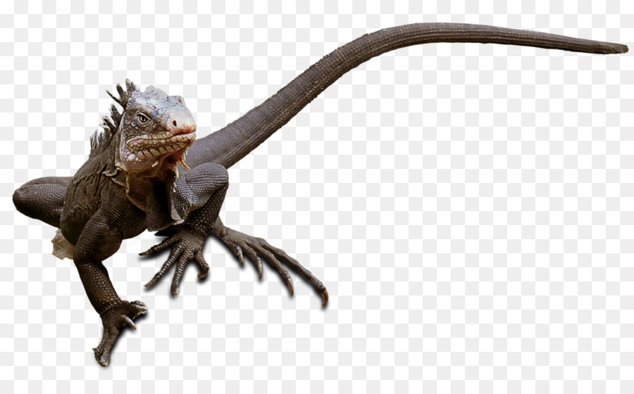 Reptile，Lézard PNG