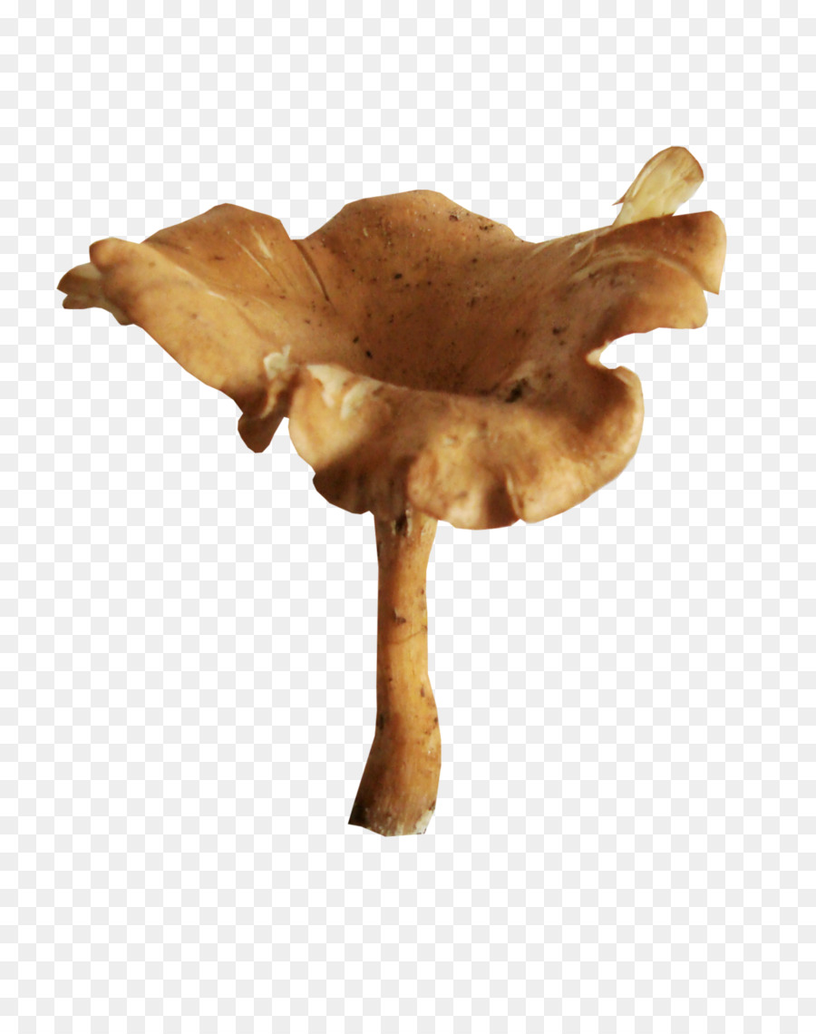 Champignon，Jaune PNG