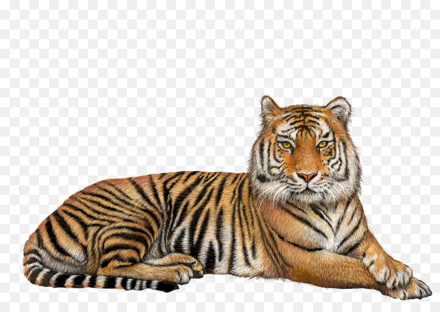 Tigre Au Repos，Animal PNG