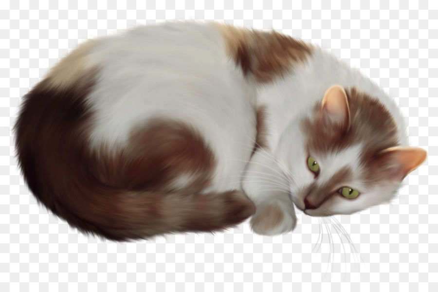 Chat Endormi，Animal De Compagnie PNG