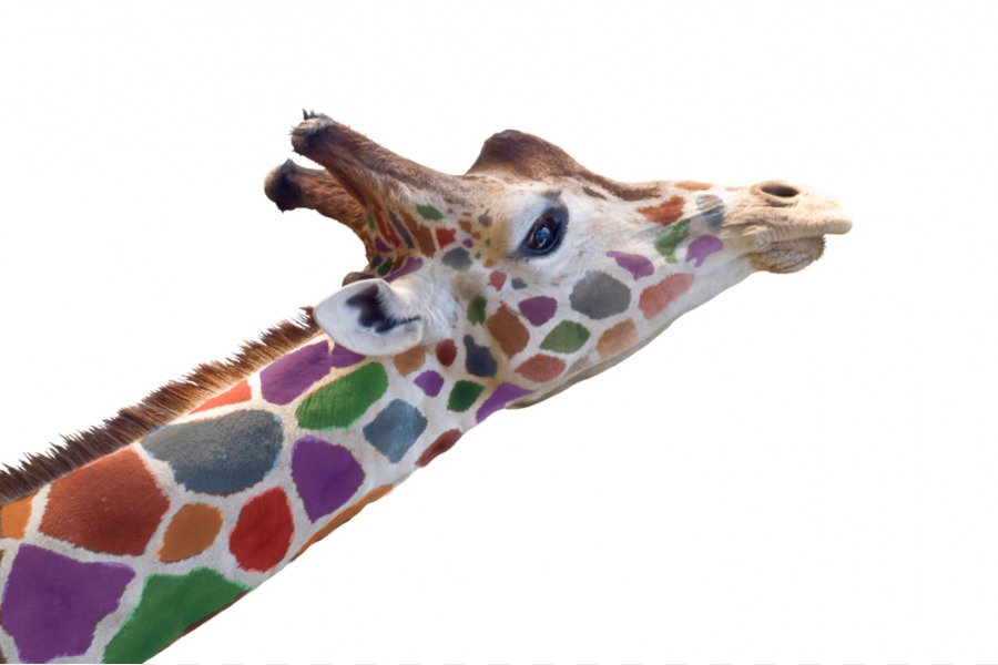 Girafe，Coloré PNG