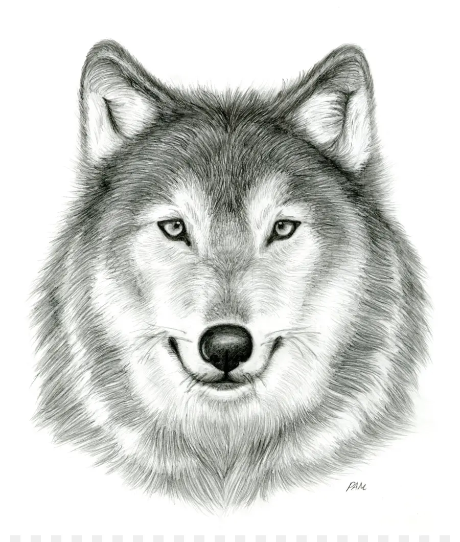 Dessin De Loup，Esquisser PNG