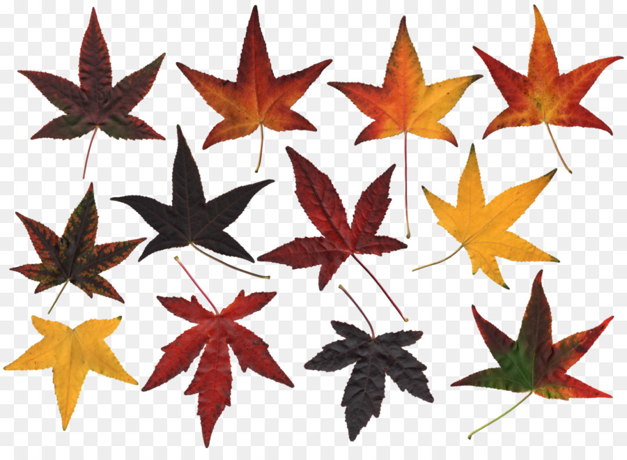 Feuilles Colorées，Automne PNG